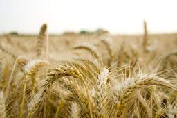 Grains & Staple Cereals